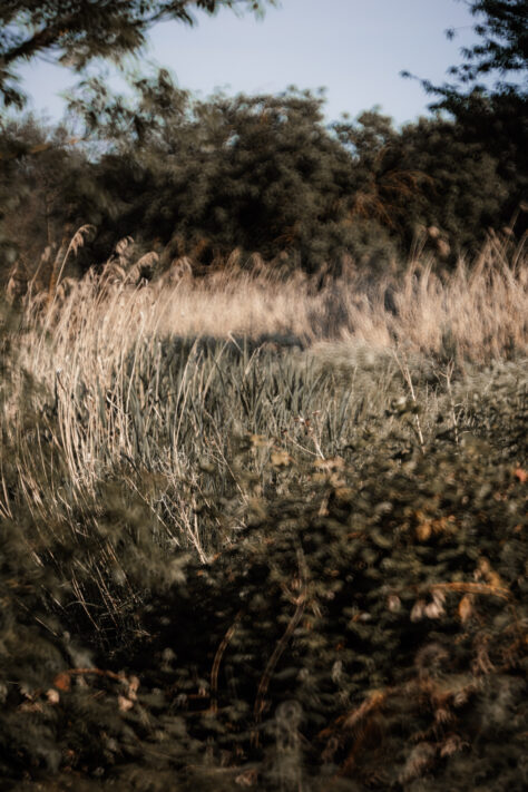 TTArtisan 250mm F5.6 Reflex Spiegelobjektiv Test 40