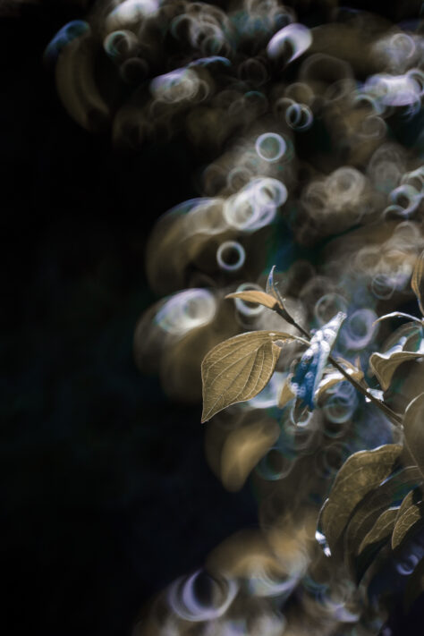 TTArtisan 250mm F5.6 Reflex Spiegelobjektiv Test 9