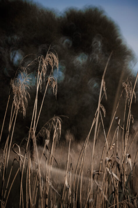 TTArtisan 250mm F5.6 Reflex Spiegelobjektiv Test 32