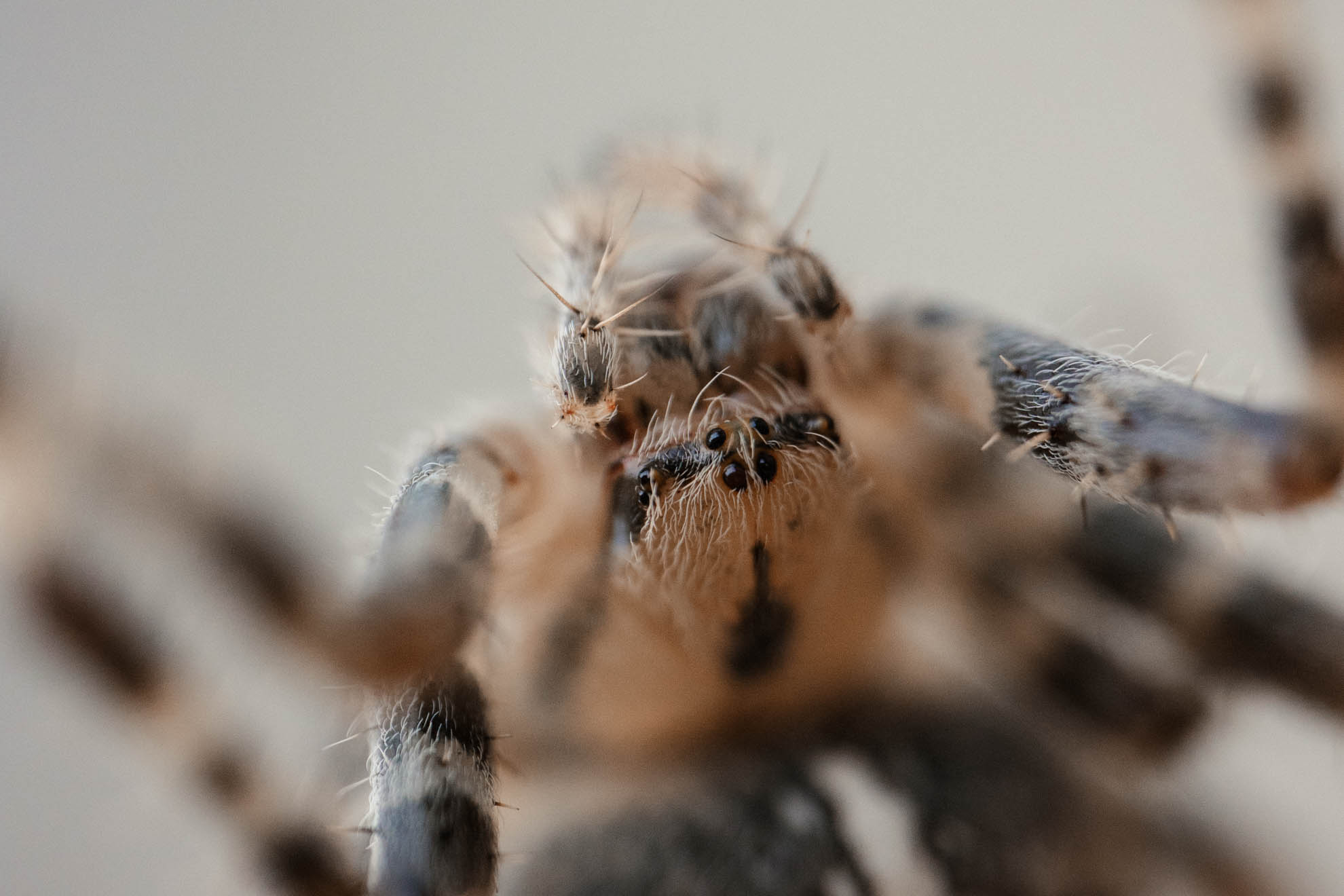 Makrofotografie Tipps - Anleitung für Einsteiger - astrhori 120mm 28 macro test 25