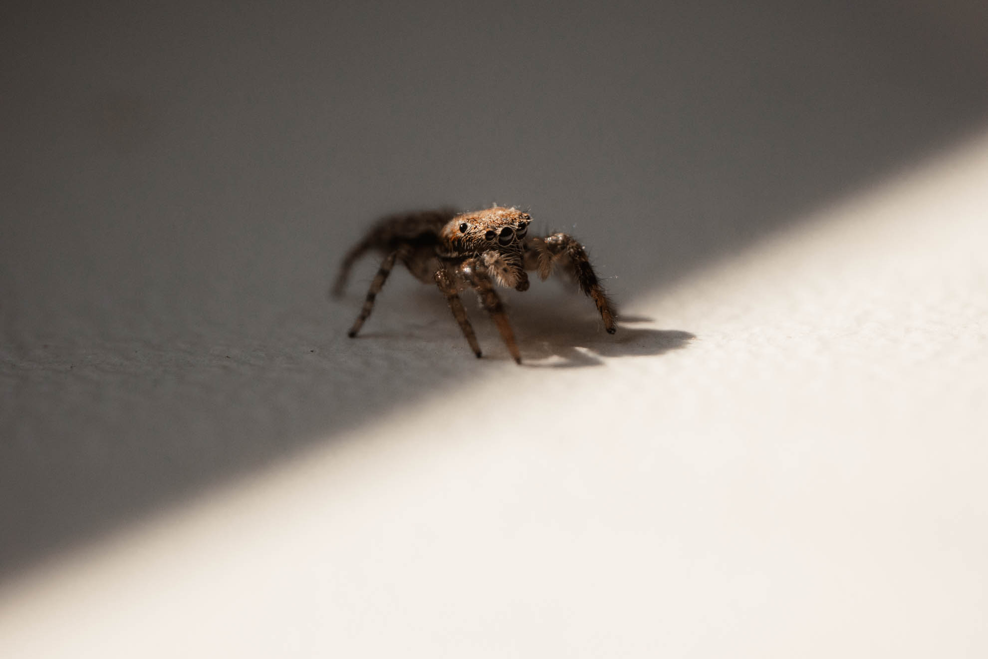 Makrofotografie Tipps - Anleitung für Einsteiger - astrhori 120mm 28 macro test 36