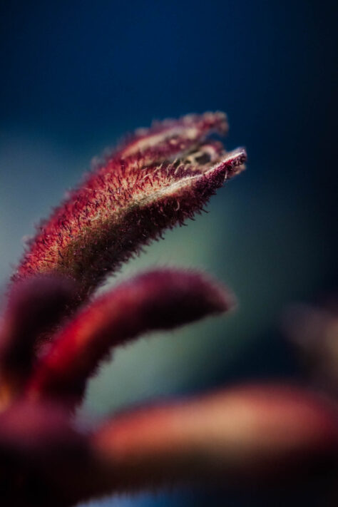 AstrHori 120mm 2.8 Macro Test 29