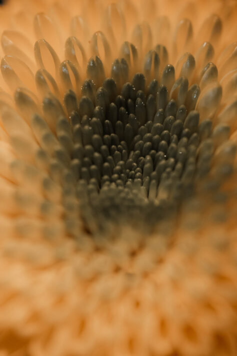 AstrHori 120mm 2.8 Macro Test 23