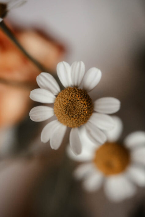 AstrHori 120mm 2.8 Macro Test 47