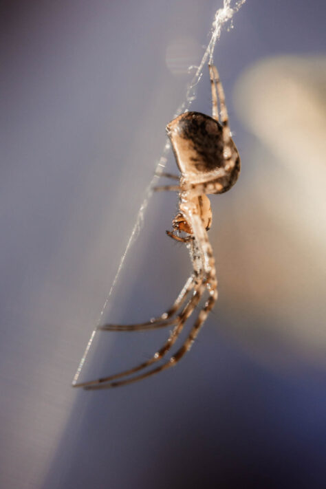 Objektive aus China - gut und echte Alternative oder nicht? 39