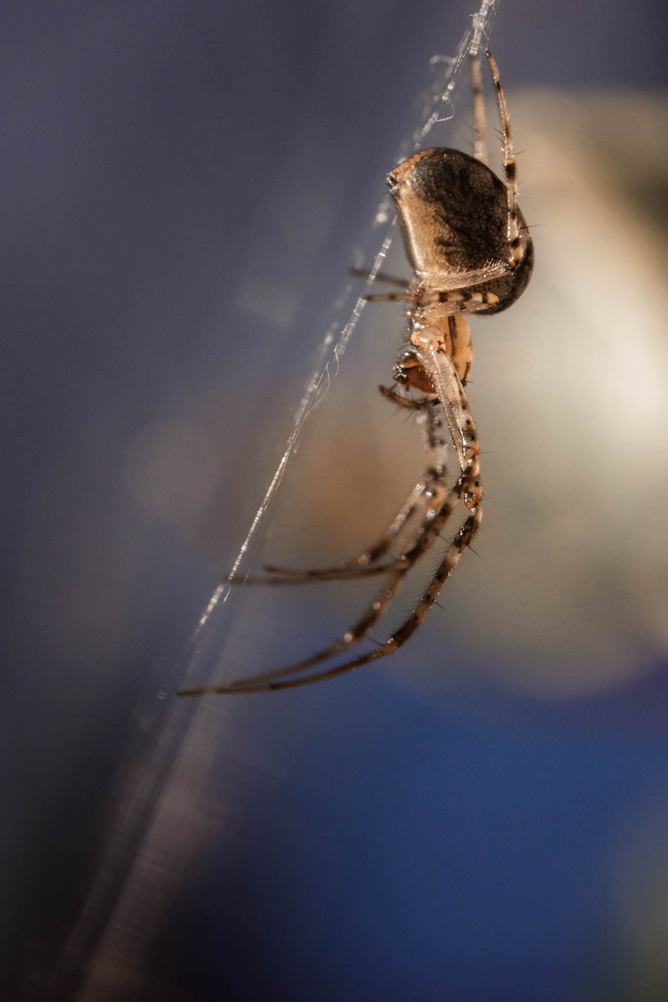 Makrofotografie Tipps - Anleitung für Einsteiger - astrhori 120mm 28 macro test 70