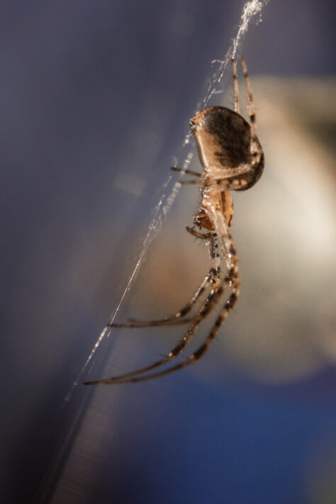 AstrHori 120mm 2.8 Macro Test 40