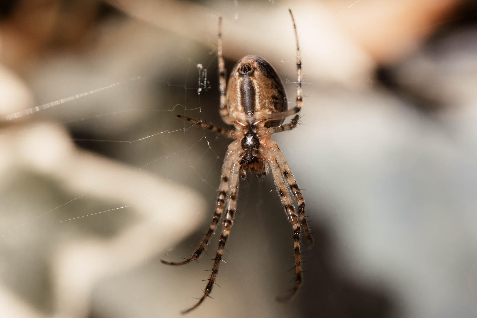 Makrofotografie Tipps - Anleitung für Einsteiger - astrhori 120mm 28 macro test 72