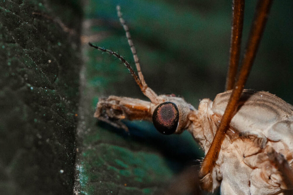 Makrofotografie Tipps - Anleitung für Einsteiger - astrhori 120mm 28 macro test 73 edited