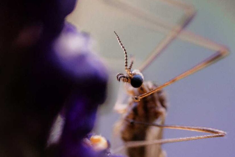 Makrofotografie Tipps - Anleitung für Einsteiger - einsteiger objektive makro edited