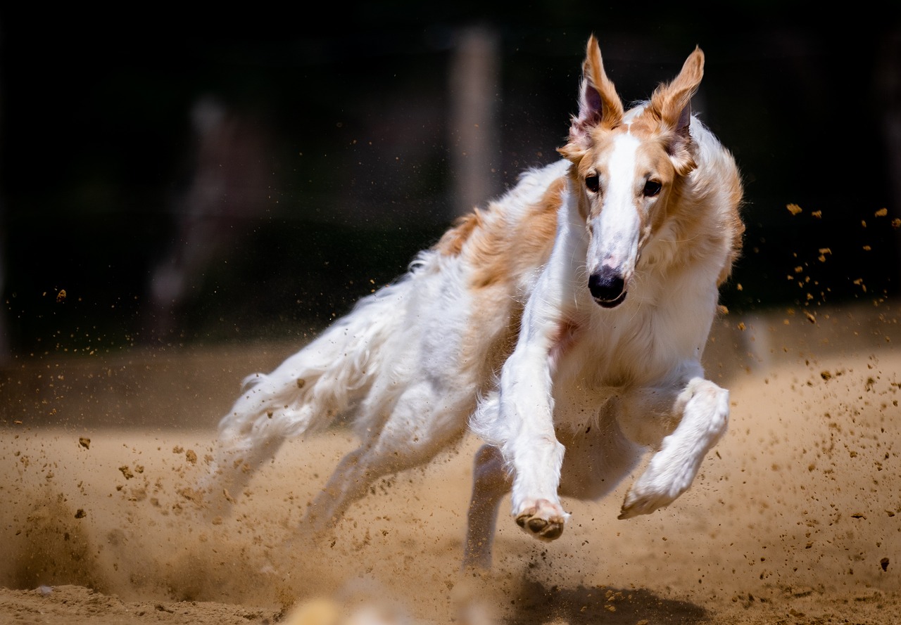 Belichtungszeit verstehen und kreativ nutzen - Grundlagen für Anfänger - hundefotografie kurze belichtungszeit