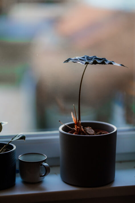 Canon RF 85mm 1.2 L USM Test (DS und non DS Version) 16