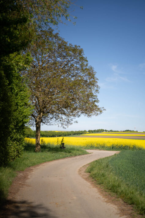 Viltrox 50mm f/2 Air Test 11