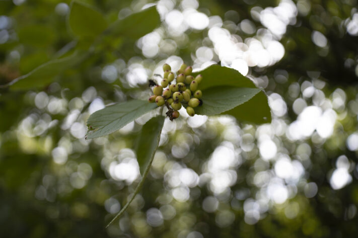 Canon RF 20mm f/1.4L VCM Test - rf 20mm 14 l vcm 11 Canon RF 20mm f/1.4L VCM Test - rf 20mm 14 l vcm 11