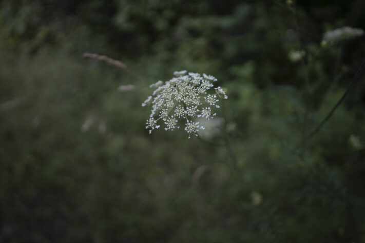 Canon RF 20mm f/1.4L VCM Test - rf 20mm 14 l vcm 13 Canon RF 20mm f/1.4L VCM Test - rf 20mm 14 l vcm 13