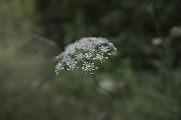 Canon RF 20mm f/1.4L VCM Test - rf 20mm 14 l vcm 14 Canon RF 20mm f/1.4L VCM Test - rf 20mm 14 l vcm 14