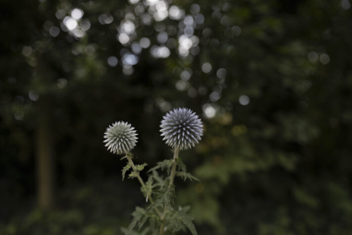Canon RF 20mm f/1.4L VCM Test - rf 20mm 14 l vcm 15 Canon RF 20mm f/1.4L VCM Test - rf 20mm 14 l vcm 15