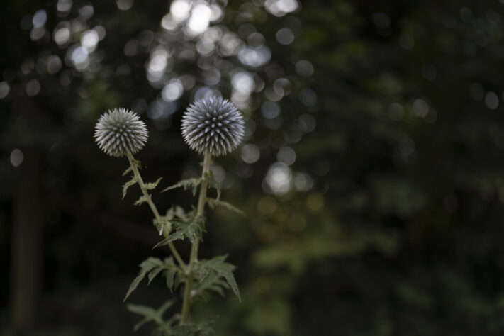 Canon RF 20mm f/1.4L VCM Test - rf 20mm 14 l vcm 16 Canon RF 20mm f/1.4L VCM Test - rf 20mm 14 l vcm 16