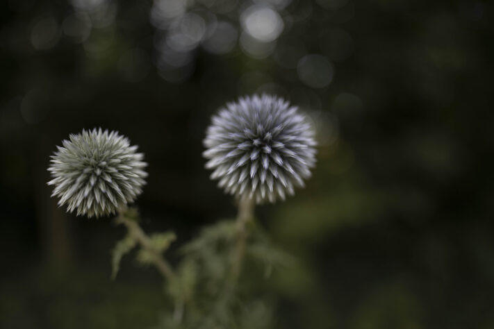 Canon RF 20mm f/1.4L VCM Test - rf 20mm 14 l vcm 17 Canon RF 20mm f/1.4L VCM Test - rf 20mm 14 l vcm 17