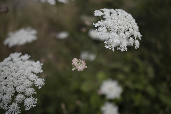 Canon RF 20mm f/1.4L VCM Test - rf 20mm 14 l vcm 18 Canon RF 20mm f/1.4L VCM Test - rf 20mm 14 l vcm 18