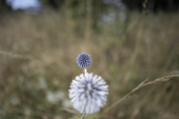 Canon RF 20mm f/1.4L VCM Test - rf 20mm 14 l vcm 25 Canon RF 20mm f/1.4L VCM Test - rf 20mm 14 l vcm 25