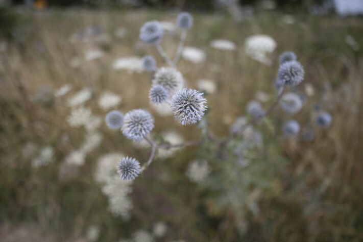Canon RF 20mm f/1.4L VCM Test - rf 20mm 14 l vcm 26 Canon RF 20mm f/1.4L VCM Test - rf 20mm 14 l vcm 26