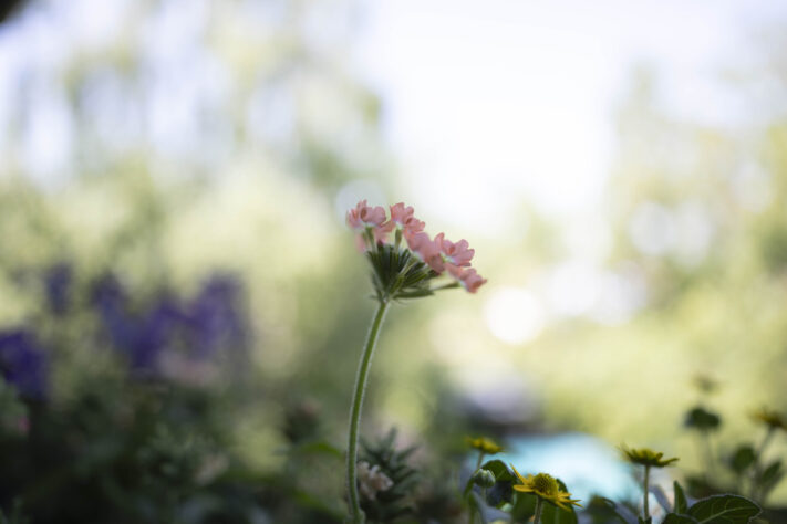 Canon RF 20mm f/1.4L VCM Test - rf 20mm 14 l vcm milky 2 Canon RF 20mm f/1.4L VCM Test - rf 20mm 14 l vcm milky 2