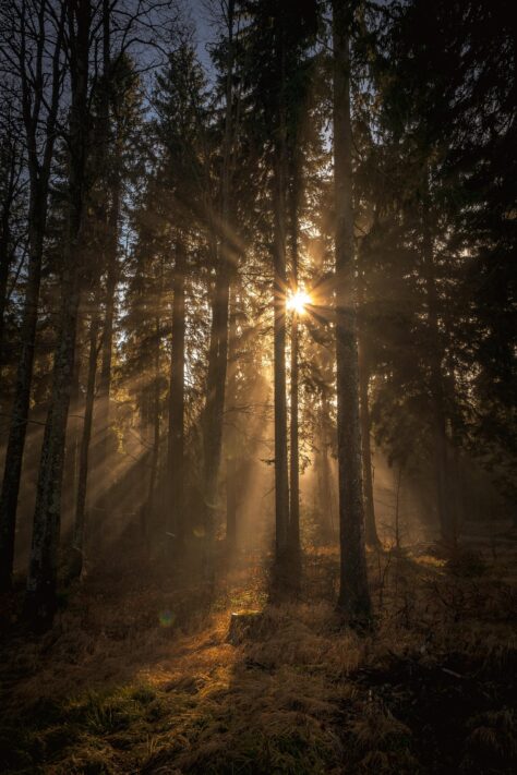 Herbst fotografieren: 10 Ideen für stimmungsvolle Herbstfotos 7