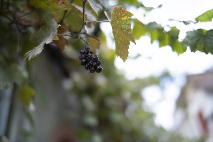 7Artisans 35mm 1.8 AF Test - Review des neuen Weitwinkelobjektivs - 7artisans 35mm 1 4 af test 26 7Artisans 35mm 1.8 AF Test - Review des neuen Weitwinkelobjektivs - 7artisans 35mm 1 4 af test 26