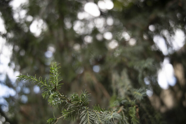 7Artisans 35mm 1.8 AF Test - Review des neuen Weitwinkelobjektivs - 7artisans 35mm 1 4 af test 42 7Artisans 35mm 1.8 AF Test - Review des neuen Weitwinkelobjektivs - 7artisans 35mm 1 4 af test 42