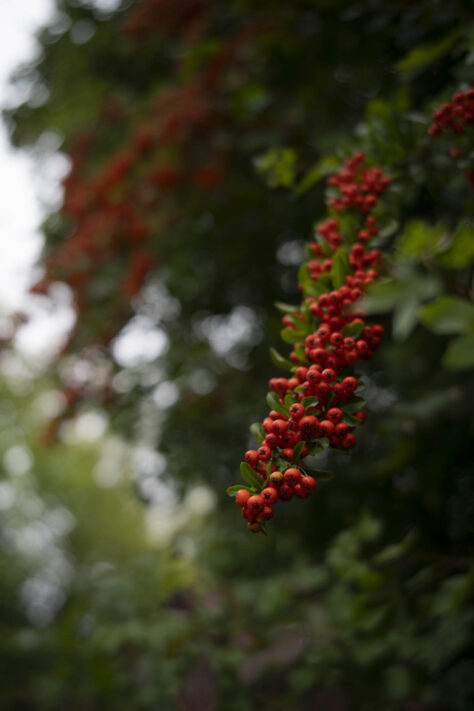 7Artisans 35mm 1.8 AF Test - Review des neuen Weitwinkelobjektivs 66