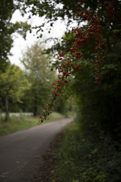 7Artisans 35mm 1.8 AF Test - Review des neuen Weitwinkelobjektivs 74