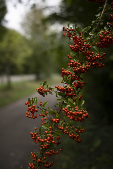 7Artisans 35mm 1.8 AF Test - Review des neuen Weitwinkelobjektivs 75