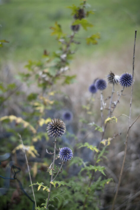 7Artisans 35mm 1.8 AF Test - Review des neuen Weitwinkelobjektivs 77