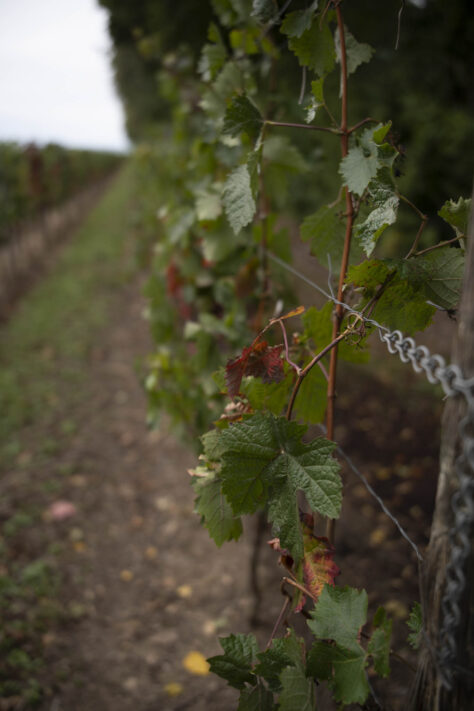 7Artisans 35mm 1.8 AF Test - Review des neuen Weitwinkelobjektivs 59