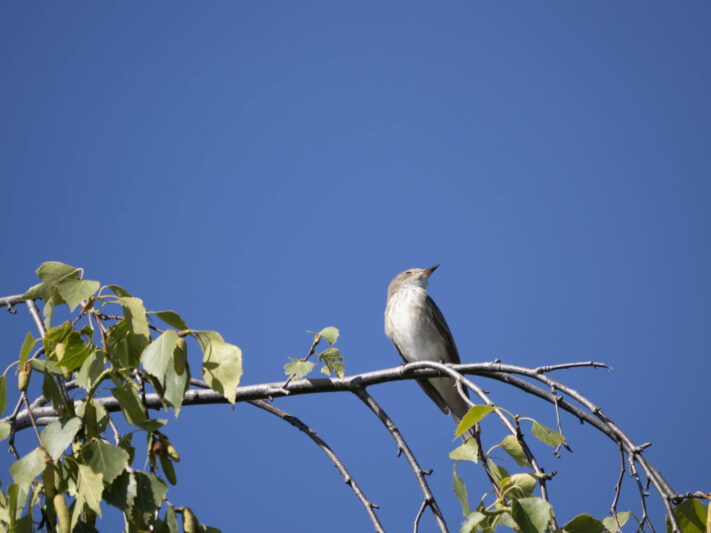 OM System OM-1 Mark II Test - Mein Erfahrungsbericht - om system om 1 mark ii test 1 OM System OM-1 Mark II Test - Mein Erfahrungsbericht - om system om 1 mark ii test 1