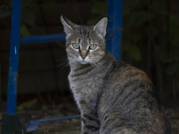 OM System OM-1 Mark II Test - Mein Erfahrungsbericht - om system om 1 mark ii test 3 OM System OM-1 Mark II Test - Mein Erfahrungsbericht - om system om 1 mark ii test 3