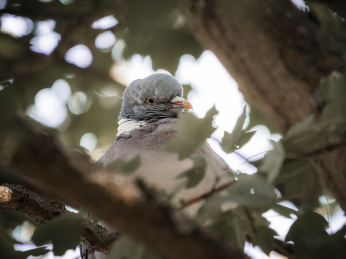 OM System OM-1 Mark II Test - Mein Erfahrungsbericht - om system om 1 mark ii test 32 OM System OM-1 Mark II Test - Mein Erfahrungsbericht - om system om 1 mark ii test 32