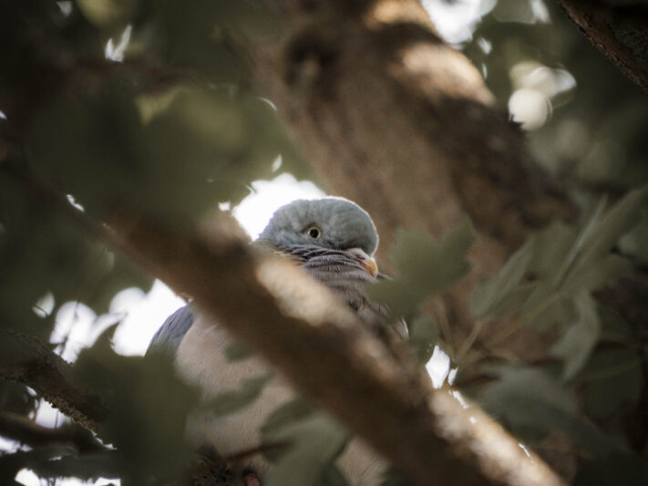 OM System OM-1 Mark II Test - Mein Erfahrungsbericht - om system om 1 mark ii test 34 OM System OM-1 Mark II Test - Mein Erfahrungsbericht - om system om 1 mark ii test 34