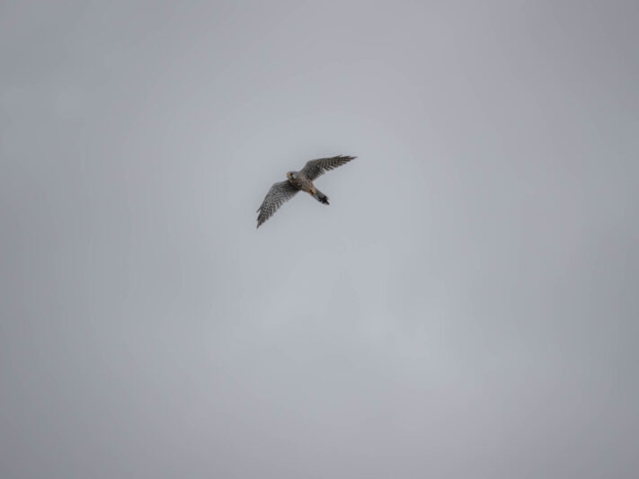 OM System OM-1 Mark II Test - Mein Erfahrungsbericht - om system om 1 mark ii test 39 OM System OM-1 Mark II Test - Mein Erfahrungsbericht - om system om 1 mark ii test 39