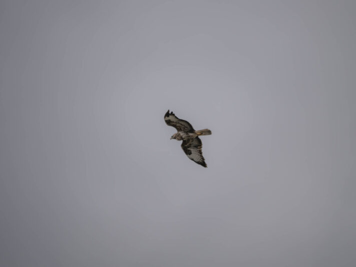 OM System OM-1 Mark II Test - Mein Erfahrungsbericht - om system om 1 mark ii test 40 OM System OM-1 Mark II Test - Mein Erfahrungsbericht - om system om 1 mark ii test 40