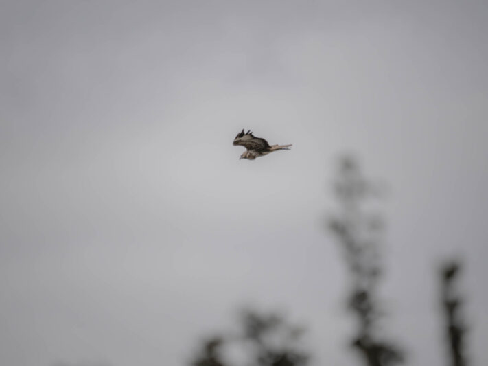 OM System OM-1 Mark II Test - Mein Erfahrungsbericht - om system om 1 mark ii test 41 OM System OM-1 Mark II Test - Mein Erfahrungsbericht - om system om 1 mark ii test 41