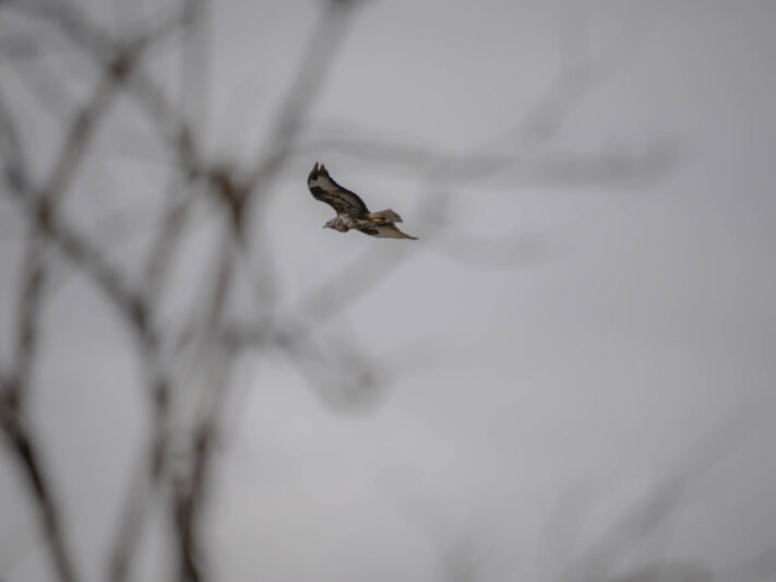 OM System OM-1 Mark II Test - Mein Erfahrungsbericht - om system om 1 mark ii test 42 OM System OM-1 Mark II Test - Mein Erfahrungsbericht - om system om 1 mark ii test 42