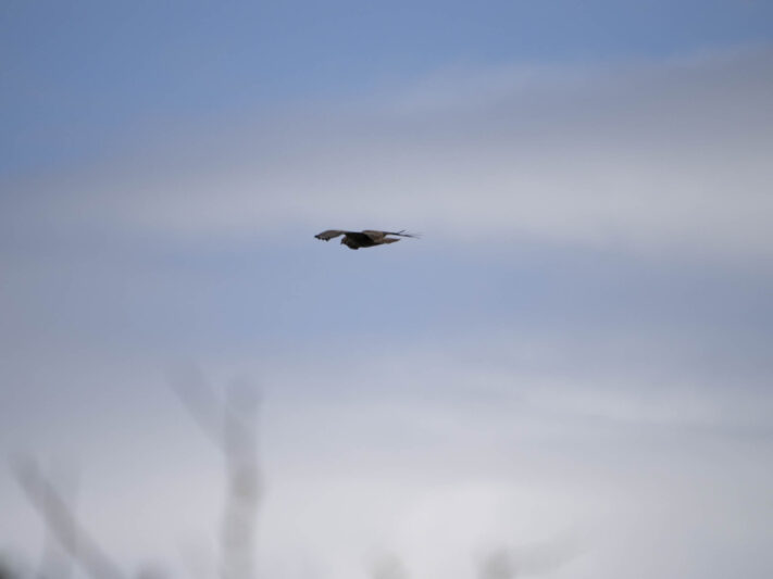 OM System OM-1 Mark II Test - Mein Erfahrungsbericht - om system om 1 mark ii test 43 OM System OM-1 Mark II Test - Mein Erfahrungsbericht - om system om 1 mark ii test 43