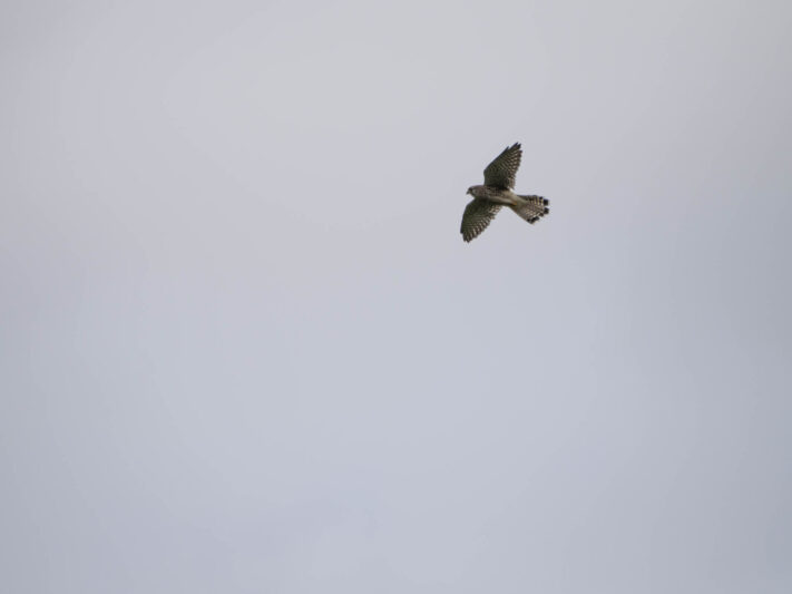 OM System OM-1 Mark II Test - Mein Erfahrungsbericht - om system om 1 mark ii test 48