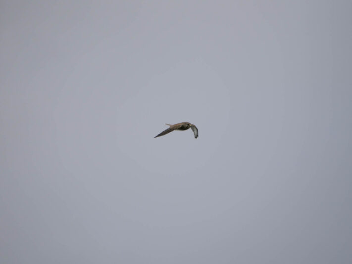 OM System OM-1 Mark II Test - Mein Erfahrungsbericht - om system om 1 mark ii test 49 OM System OM-1 Mark II Test - Mein Erfahrungsbericht - om system om 1 mark ii test 49