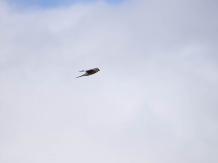 OM System OM-1 Mark II Test - Mein Erfahrungsbericht - om system om 1 mark ii test 50 OM System OM-1 Mark II Test - Mein Erfahrungsbericht - om system om 1 mark ii test 50