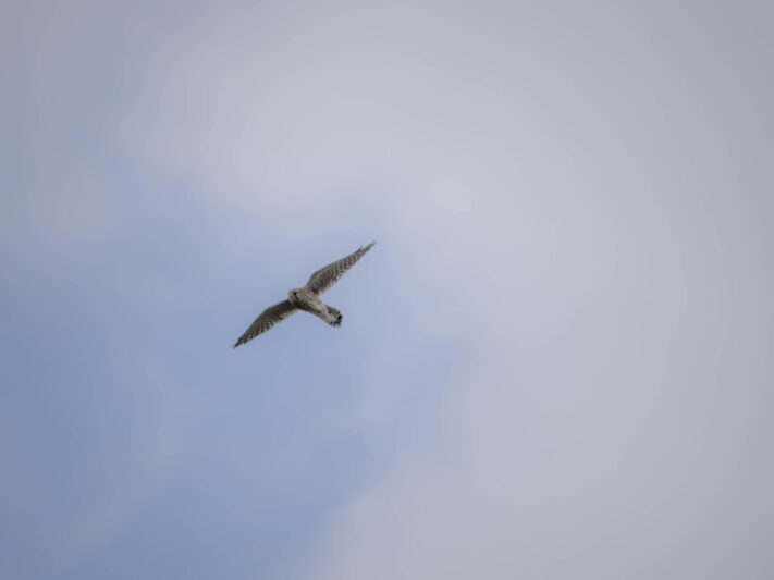 OM System OM-1 Mark II Test - Mein Erfahrungsbericht - om system om 1 mark ii test 51 OM System OM-1 Mark II Test - Mein Erfahrungsbericht - om system om 1 mark ii test 51