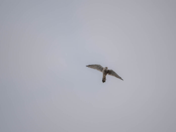 OM System OM-1 Mark II Test - Mein Erfahrungsbericht - om system om 1 mark ii test 52 OM System OM-1 Mark II Test - Mein Erfahrungsbericht - om system om 1 mark ii test 52