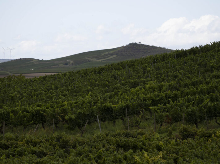 OM System OM-1 Mark II Test - Mein Erfahrungsbericht - om system om 1 mark ii test 53 OM System OM-1 Mark II Test - Mein Erfahrungsbericht - om system om 1 mark ii test 53